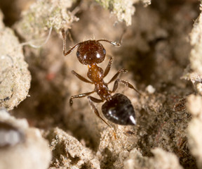 ant on the ground. macro
