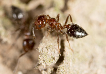 ant on the ground. macro