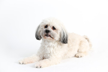 White Havanese dog on white background