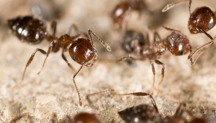 ant on the ground. macro
