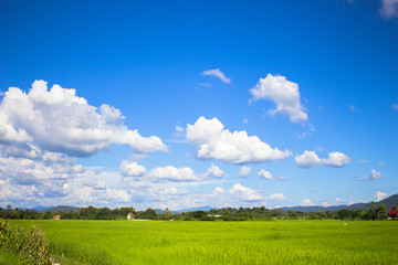 Rice field green grass blue sky landscape