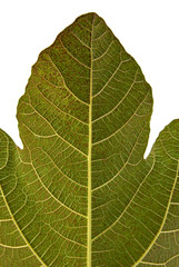 fig tree leaf