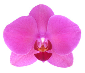 Naklejka na ściany i meble purple orchid