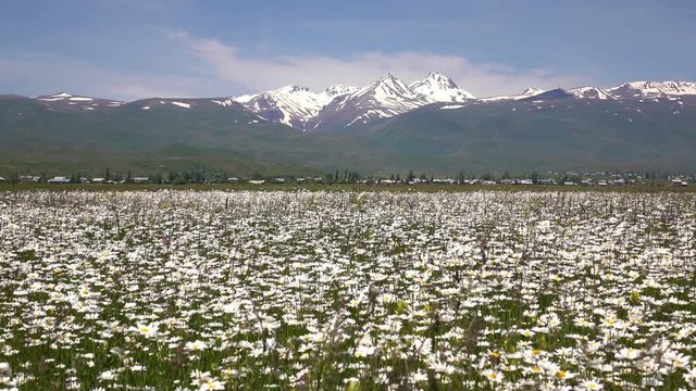 Mountain Aragats with daisy field in front, Armenia
