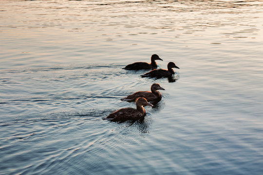 silhouette of ducks in a row on the water