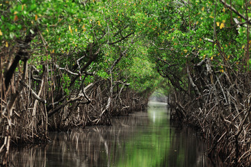 Obraz premium Drzewa mangrowe wzdłuż turkusowej wody w strumieniu