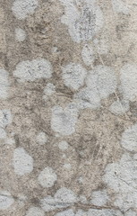 pattern of tree roots on wall,  color concrete old wall texture