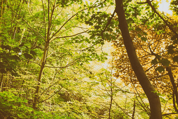 View through English woodland in the summer