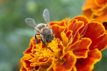 A bee collects nectar 2
