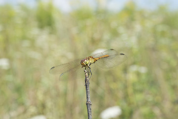Dragonfly basking 2