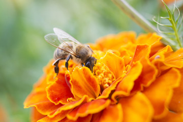 A bee collects nectar © Dehula Andrii