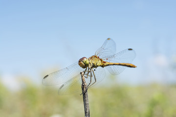 Dragonfly basking