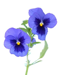 Photo sur Plexiglas Pansies fleur de pensée violette