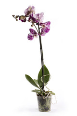 Куст орхидеи фаленопсис в горшке на белом фоне
