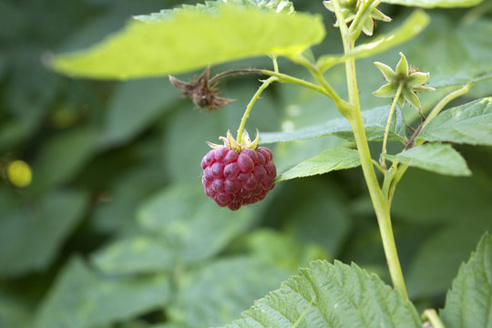 Berry raspberries on a bush in the garden