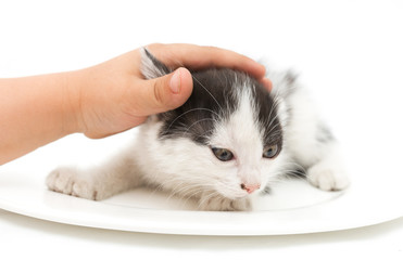 weasel hand little kitten on a white background
