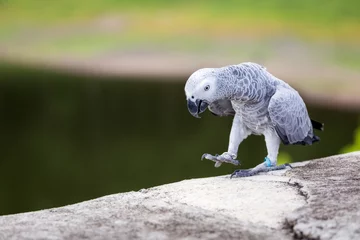 Wandcirkels aluminium Afrikaanse grijze papegaai © Peera