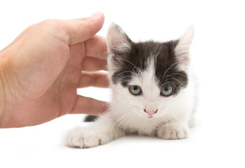 weasel hand little kitten on a white background