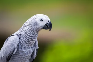 Crédence de cuisine en verre imprimé Perroquet African grey parrot