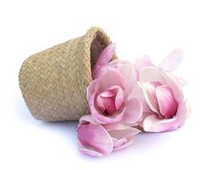 Fototapeta premium pink magnolia flower