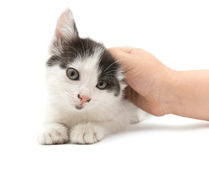 weasel hand little kitten on a white background
