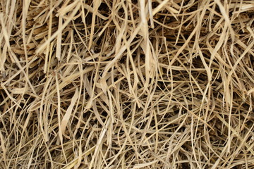 Hay dry straw background