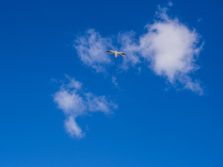 Seagull In Flight Against Blue Sky