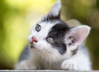 beautiful small kitten on nature