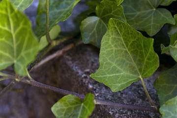 close-up green leaves of ivy