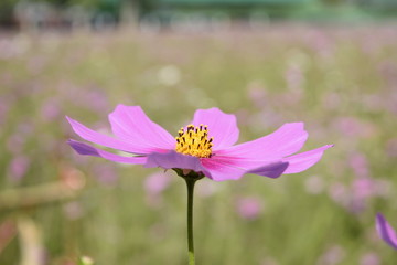 Pink cosmos flower