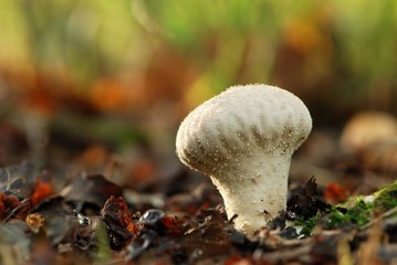 La toque du cuisinier