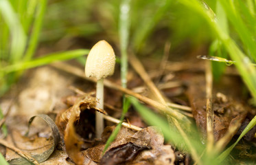 mushroom in the forest in nature