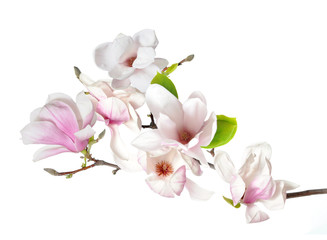 magnolia