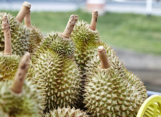 durian