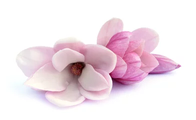 Foto op Plexiglas magnolia flower © anphotos99