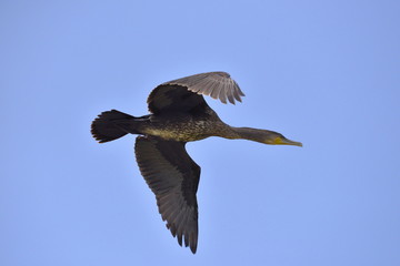 In volo