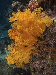 Soft Coral, Bäumchenkoralle