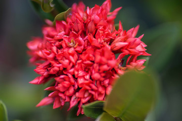 Red santan flower