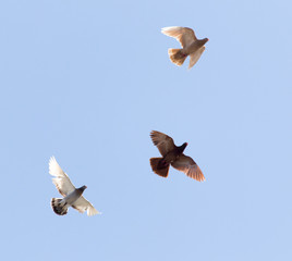 flock of pigeons on blue sky