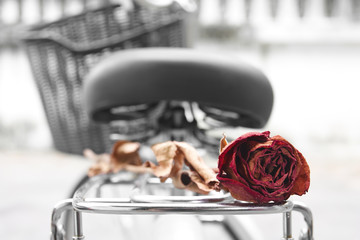 Dry red rose on bicycle seat