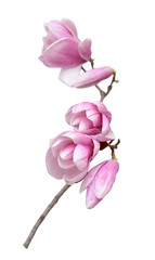 Fototapeta premium susan magnolia flower