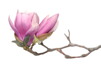 Fototapeta premium magnolia flower