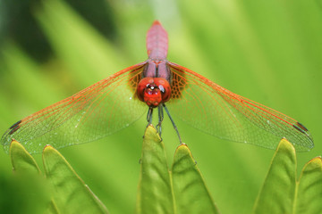 Crimson marsh glider dragonfly (Trithemis aurora) on a leaf