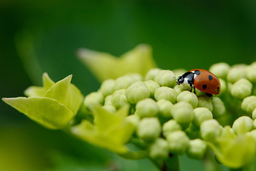 Le nez dans les fleurs