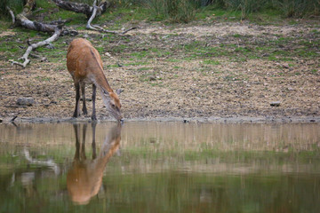 Biche