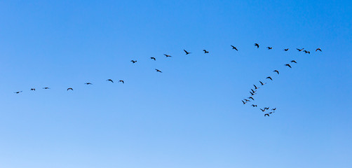 a flock of birds flying south in the blue sky