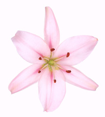 Fototapeta na wymiar lily flower