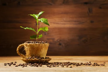 Crédence de cuisine en verre imprimé Café Coffee tree grows out of a cup of coffee beans.