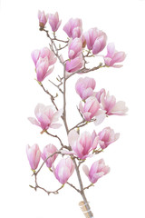  pink magnolia