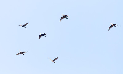 a flock of birds flying south in the blue sky